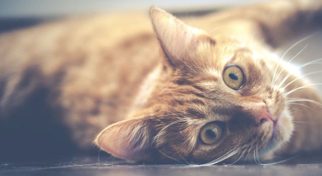 AAI 国际建筑 2019 年夜饭盛宴-34