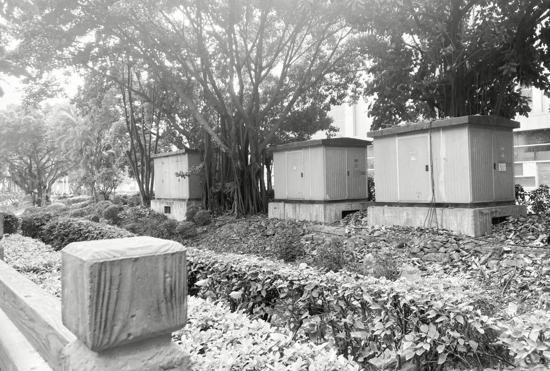 重生之河 | 广州大坦沙岛“蓝色命脉”的生态复兴-14