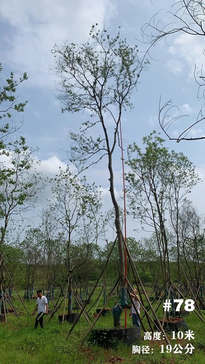 湖南衡阳 148 棵精品乌桕景观设计丨中国衡阳丨看见景观-91