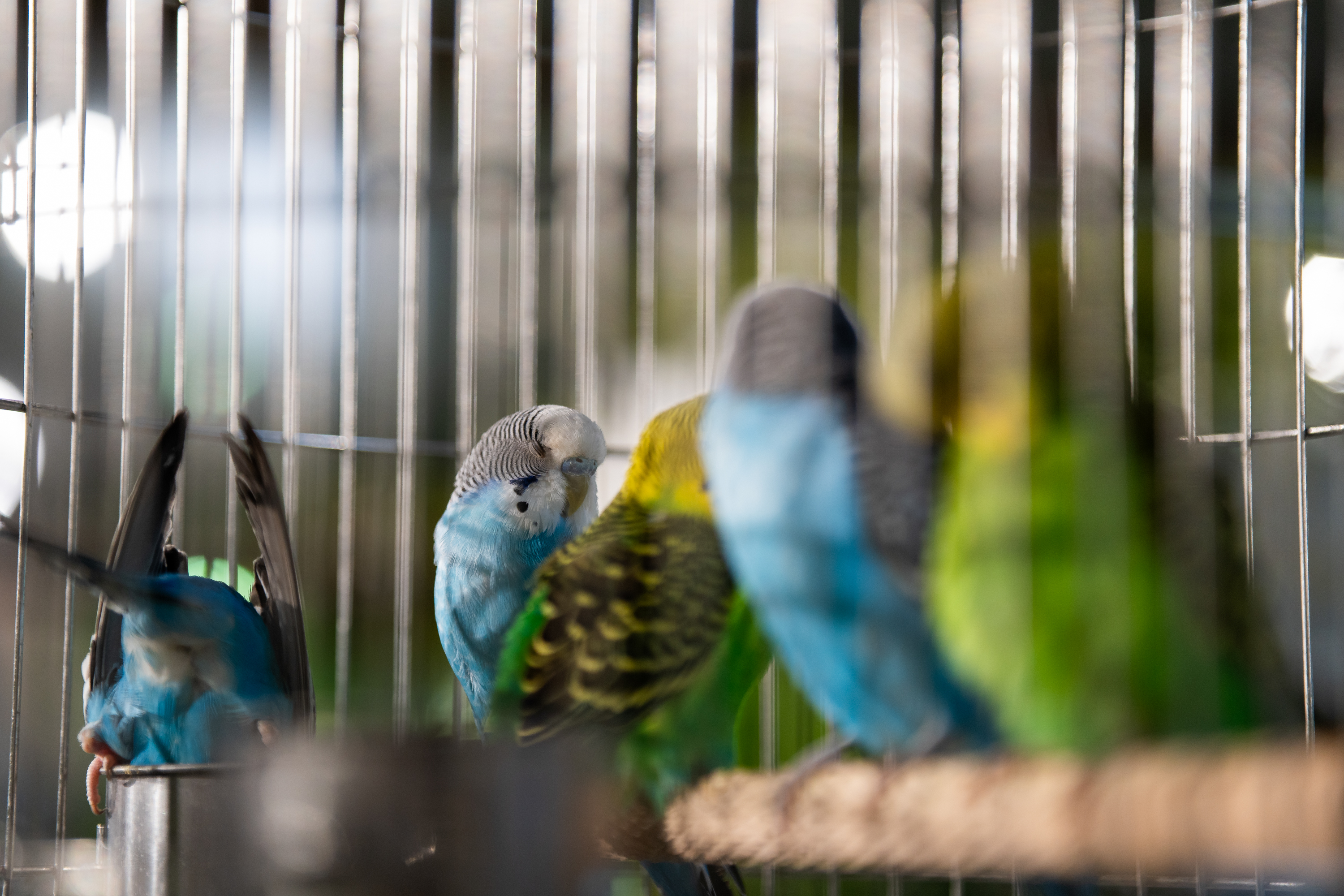 北京超极合生 迷失在花鸟鱼虫市场里的年轻人。-28