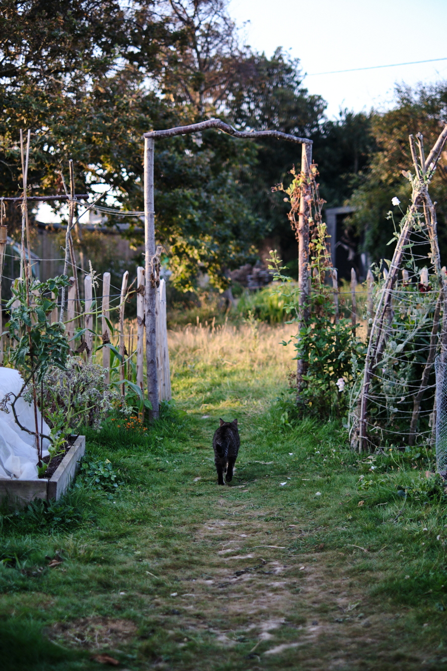 Creating a cottage garden - Lobster and Swan-1