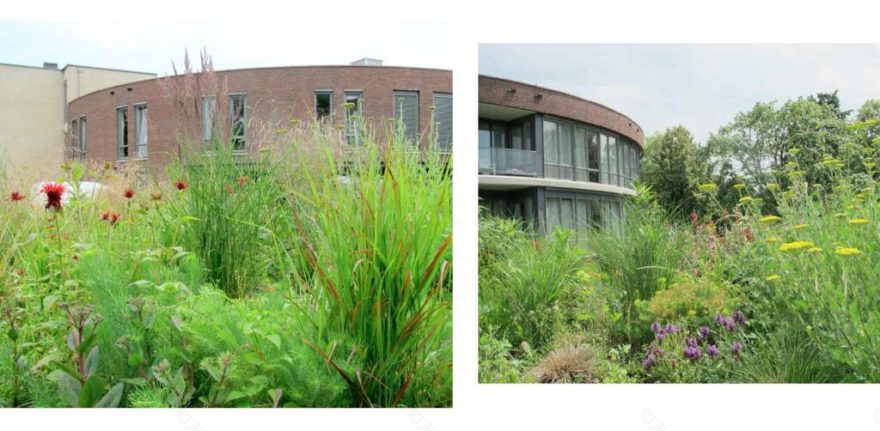 Prairie bedrijfstuin Hengelo - Denkers in Tuinen-12
