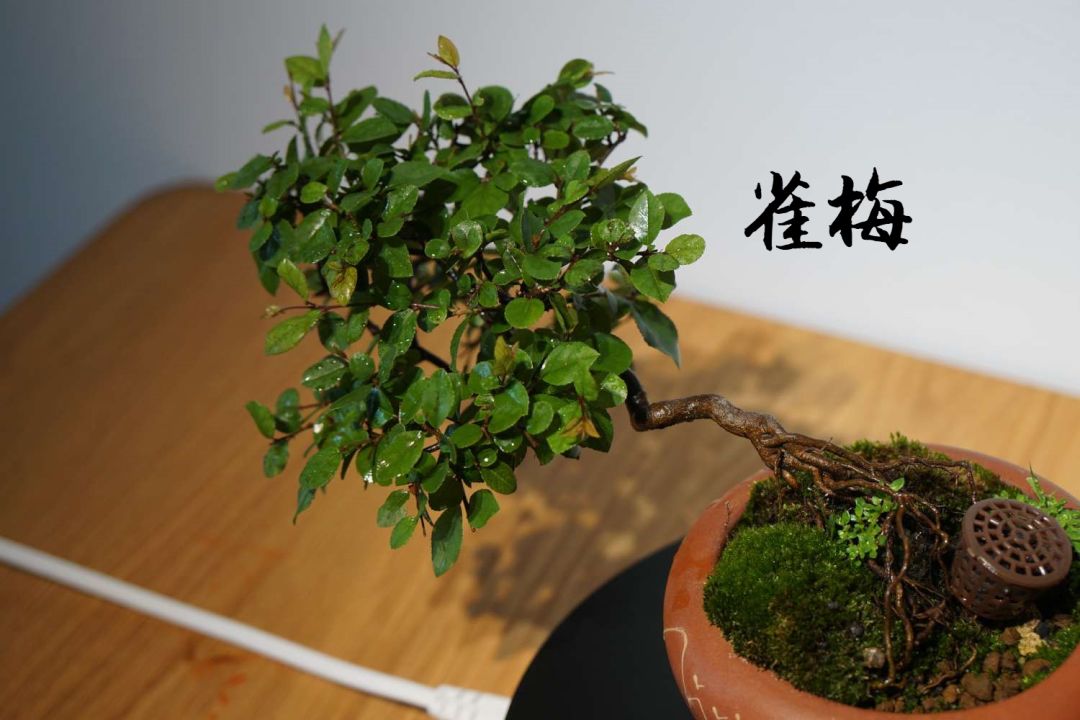 雀梅盆景艺术，品味静谧时光-4