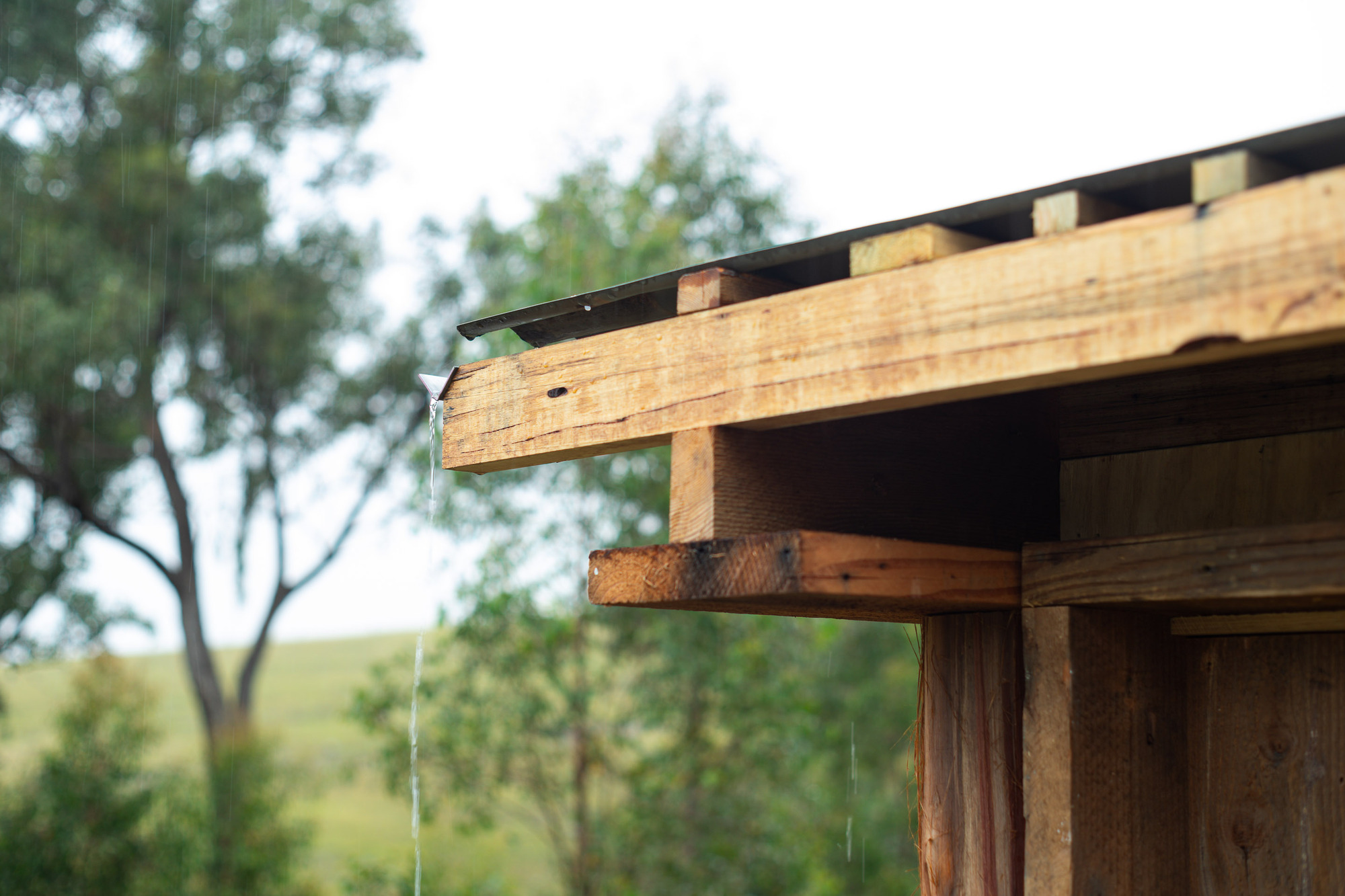 一个观看树木生长的地方丨澳大利亚丨Green Studio-16