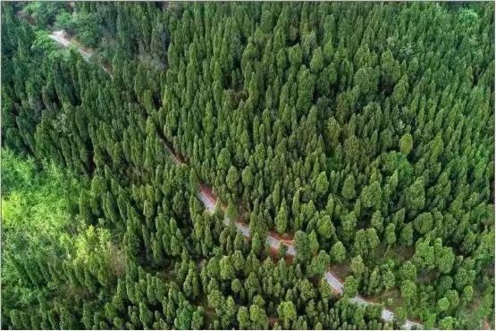 上海市宝山区城市绿色步道-0