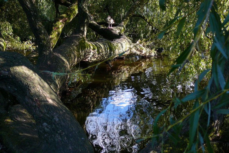 阿姆斯特丹冯德尔公园主入口改造丨荷兰阿姆斯特丹-15