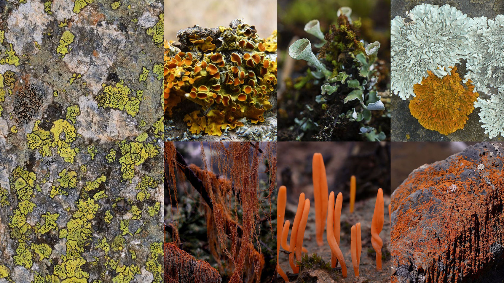 深圳湾万象城二期丨中国深圳丨iPD,grant associates,OVAL等多家-15