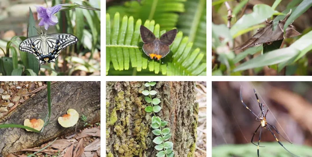 未名新作|山野有乾坤都市藏鲲鹏-深圳山海连城计划罗湖区东湖公园郊野径-莲塘口岸线-120