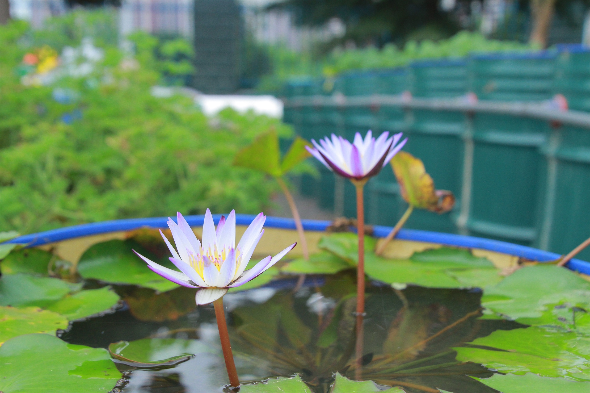 武汉脉动生态花园：一座由工厂废弃物建成的花园丨中国武汉丨盖娅朴门设计-28