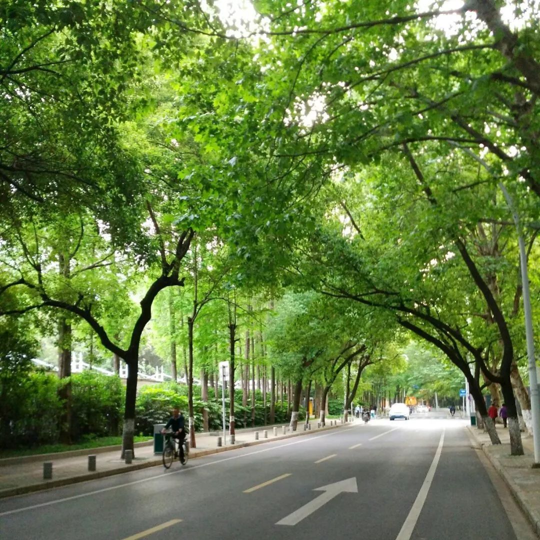 武汉园林景观盘点 | 美丽依旧,强势回归-43