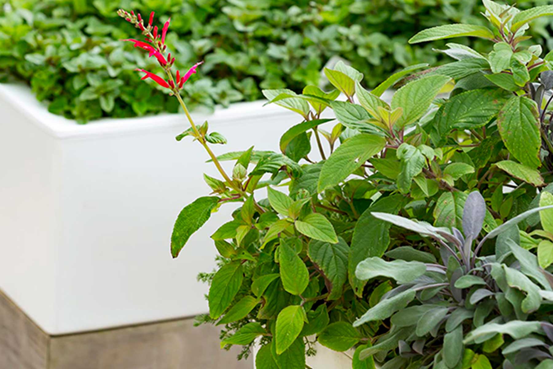 Good-Looking Planters — Adam Robinson Design-5