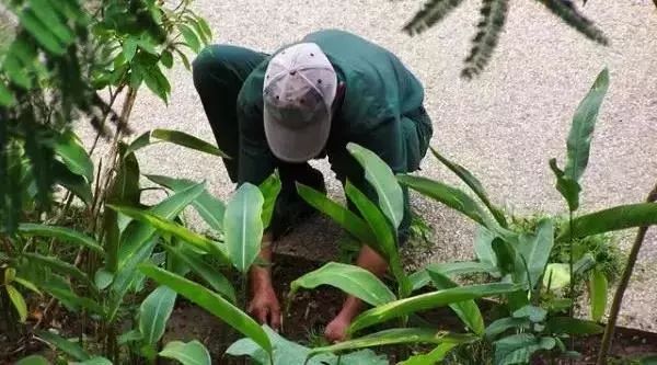 春日园林养护攻略 | 四月份苗木养护指南-30