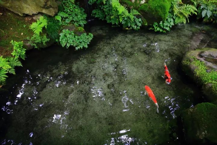 庭院满青苔，极美！-55