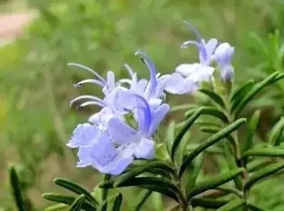 花境设计常用 60 种植物，让花园变得绚丽多彩-17