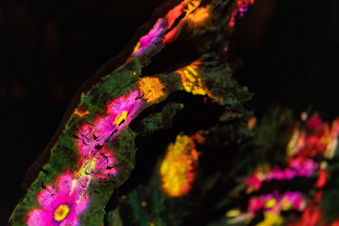 teamLab偕乐园光之祭丨日本-73