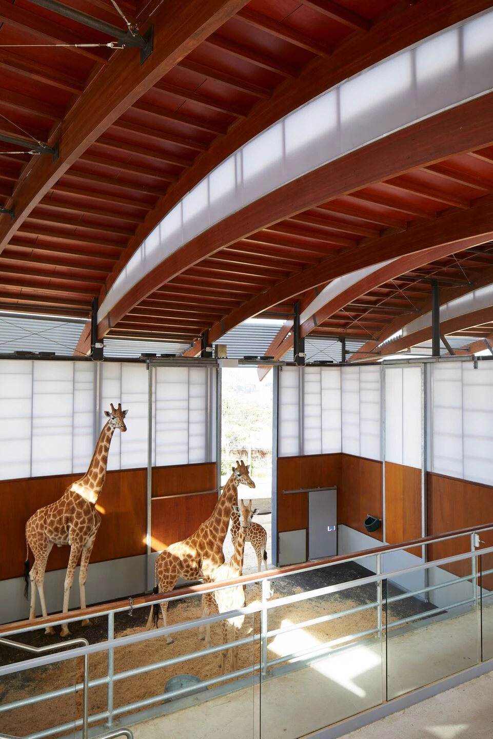 塔龙加动物园非洲热带稀树草原丨澳大利亚悉尼-14