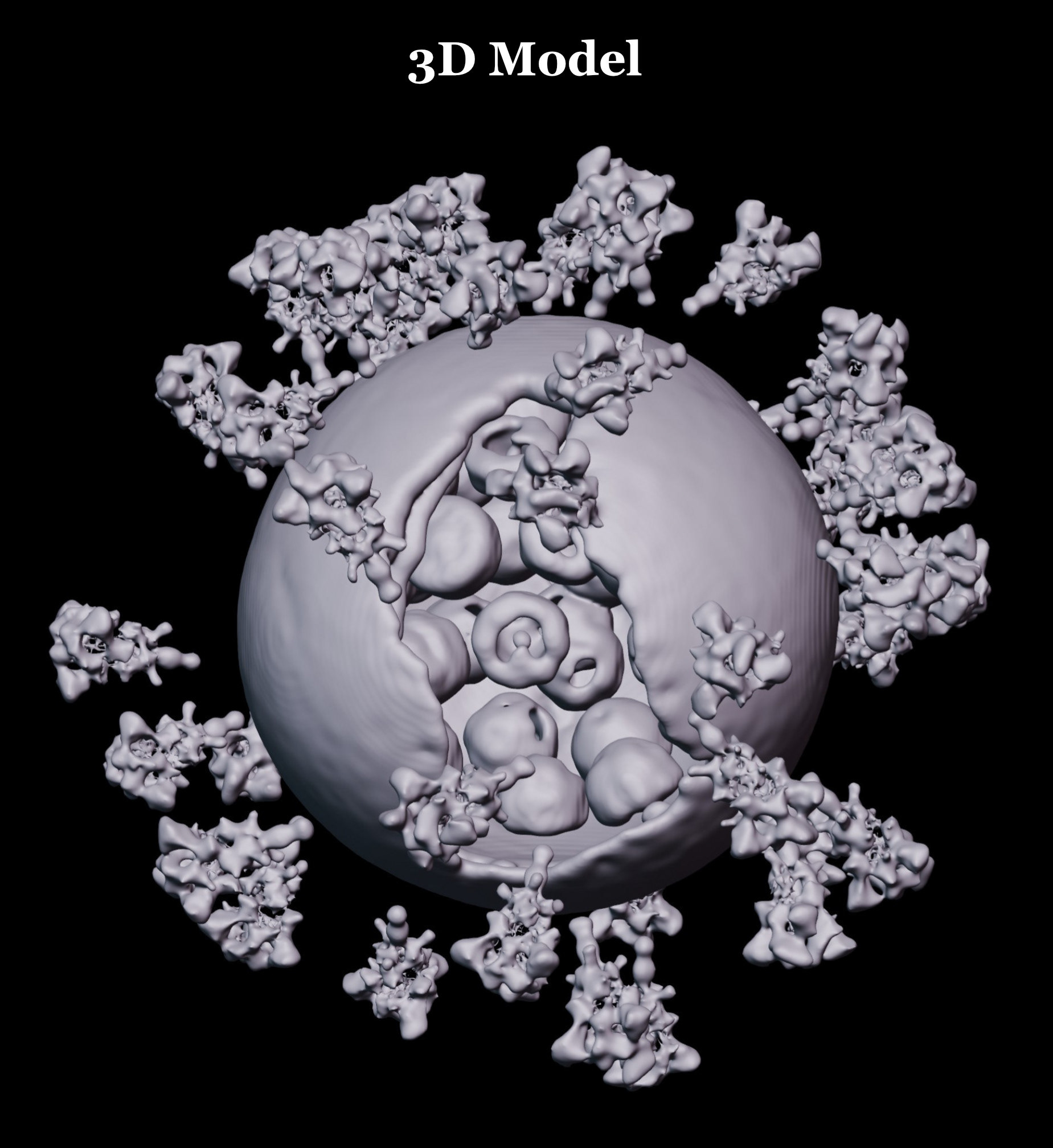 风格化生物学-22