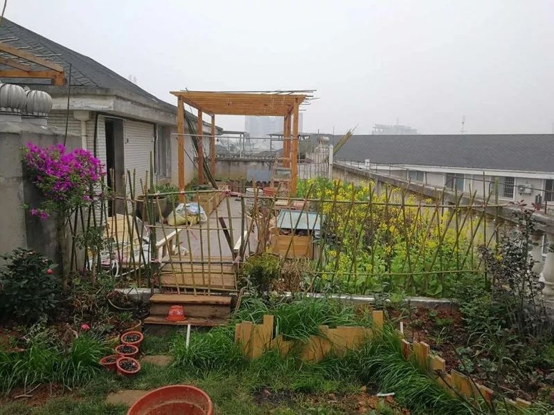 不惑之年，他自己动手建了一座楼顶花园，养花种菜喂鱼……-61