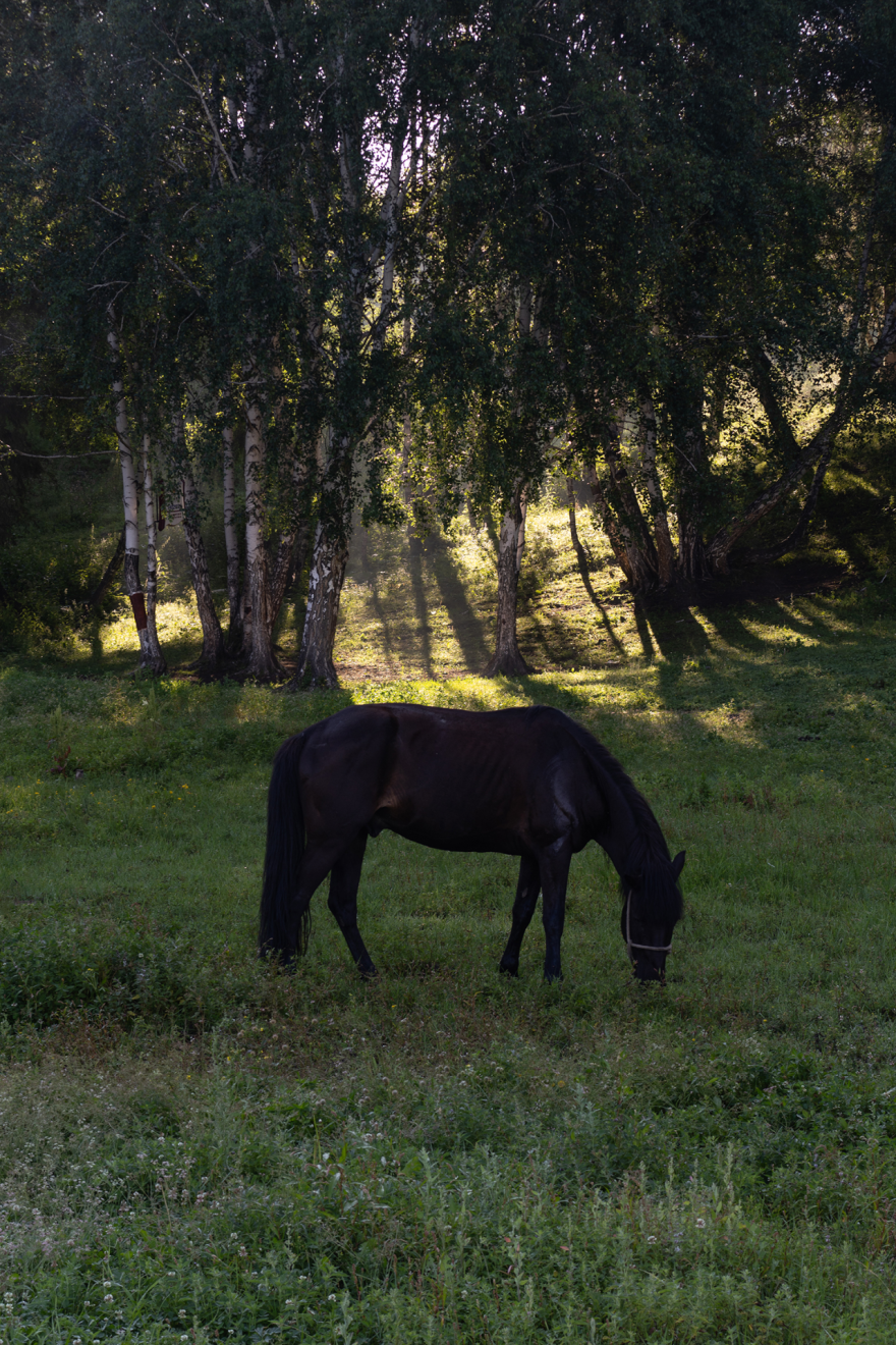 新作 · 于山 禾木丨土耳其阿勒-3