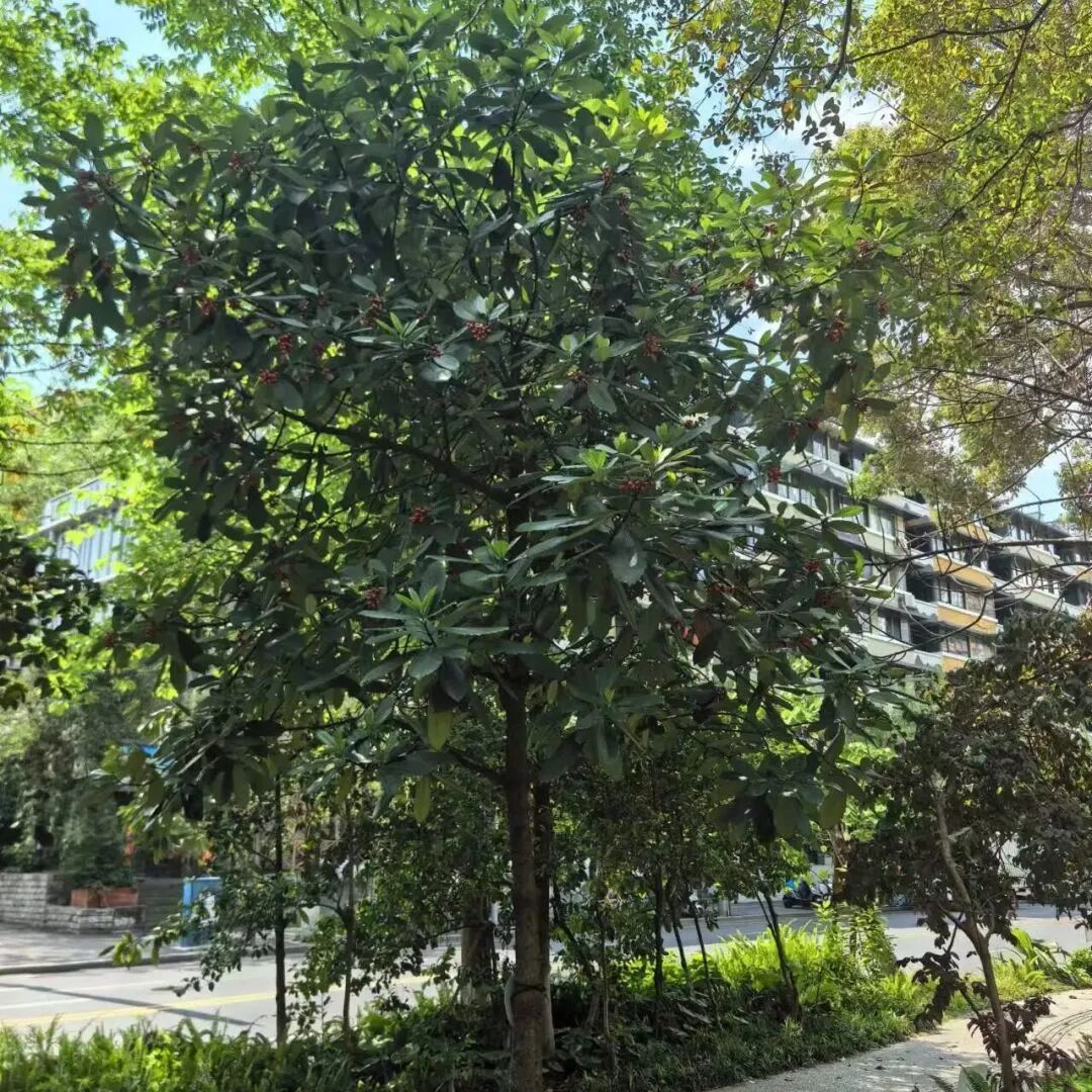 成都文旅集团旗下锦江公园斩获国际大奖-46