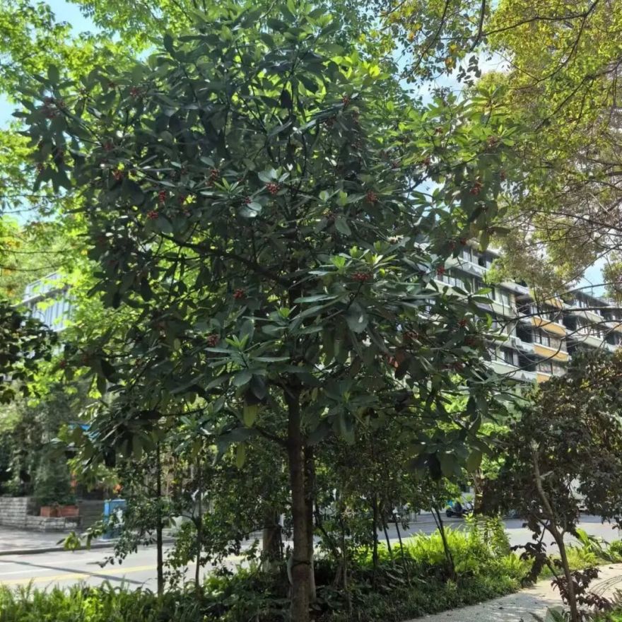 成都文旅集团旗下锦江公园斩获国际大奖-46