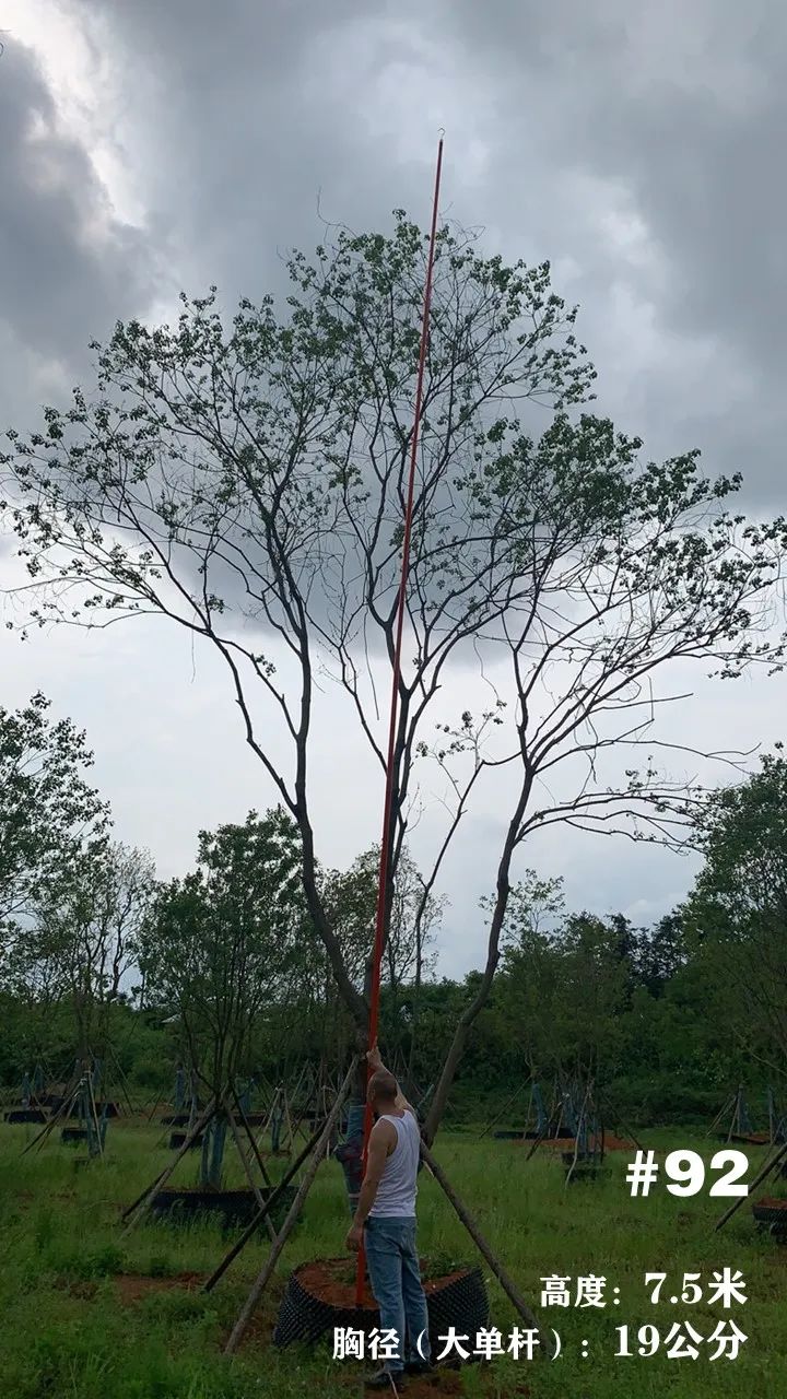 湖南衡阳 148 棵精品乌桕景观设计丨中国衡阳丨看见景观-108