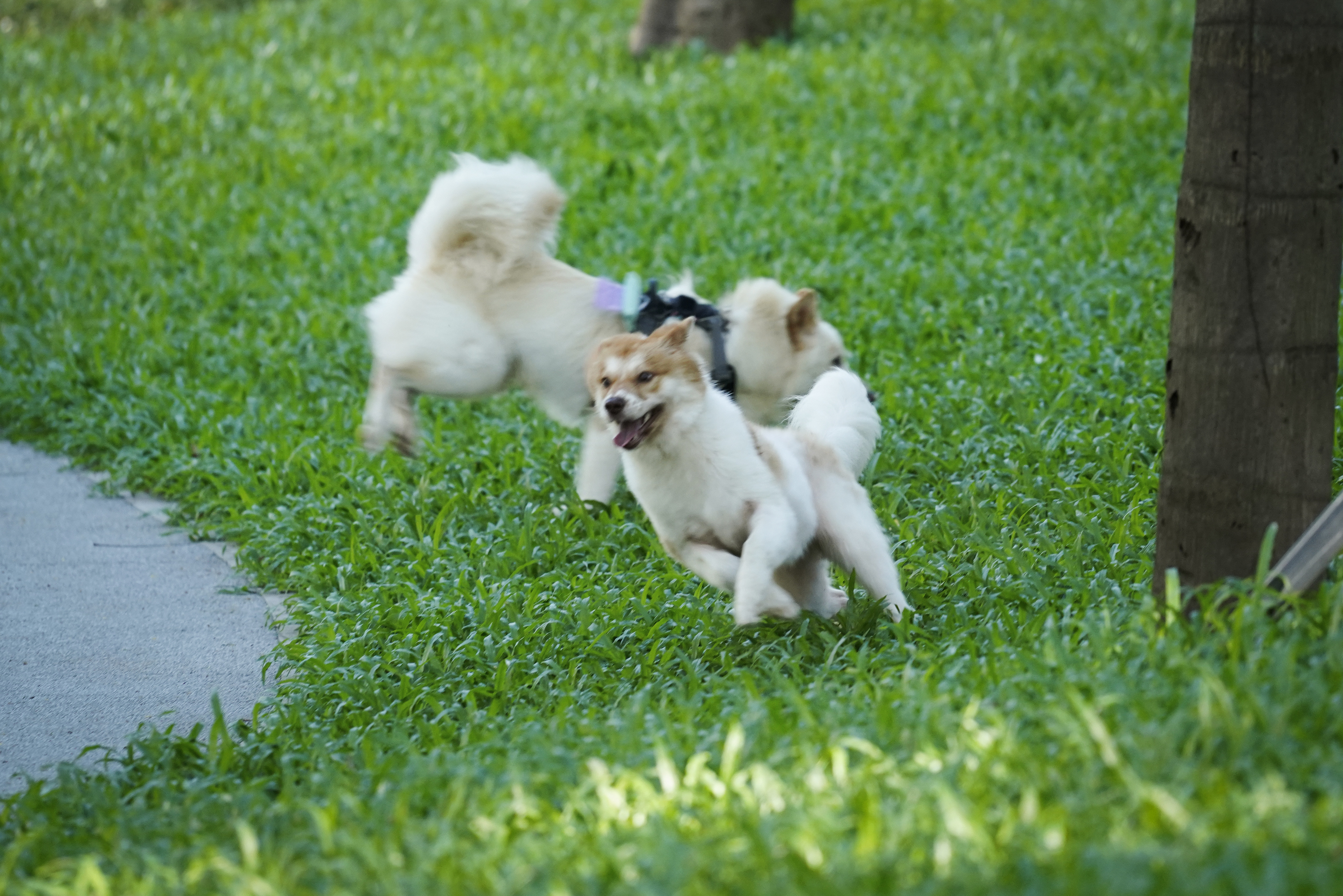 深圳市罗湖泥岗东路宠物友好口袋公园丨中国深圳丨深圳市未名设计顾问有限公司罗湖分公司（WMLA）-23