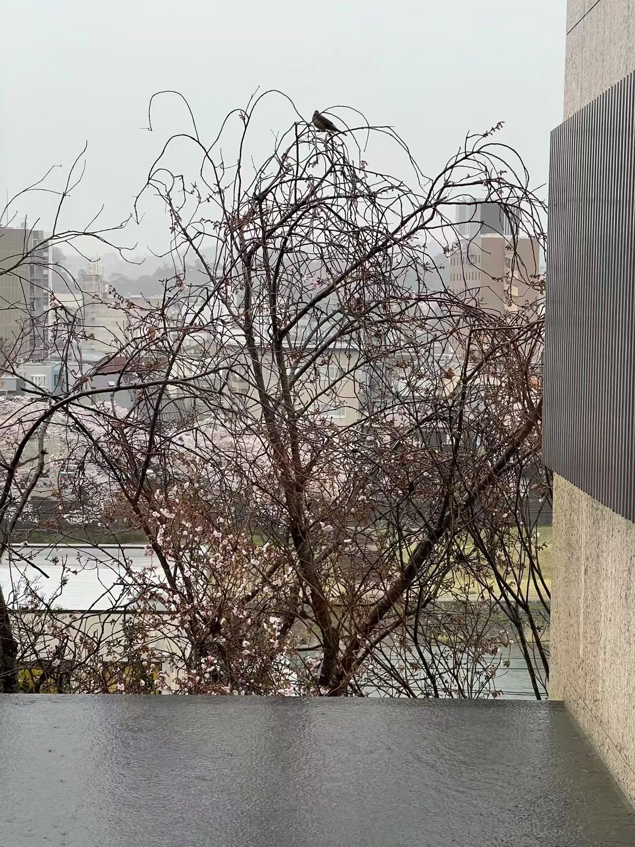 谷口吉郎·吉生纪念 金泽建筑馆丨日本丨谷口吉生-318