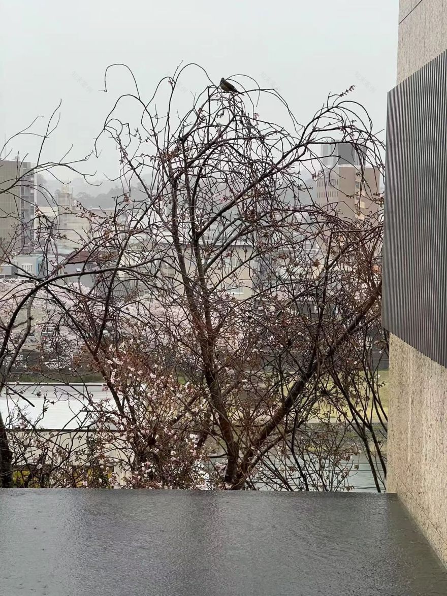 谷口吉郎·吉生纪念 金泽建筑馆丨日本丨谷口吉生-318