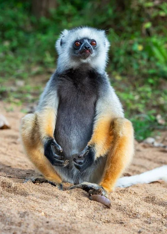 马达加斯加奇幻之旅丨LDD李杜设计-66