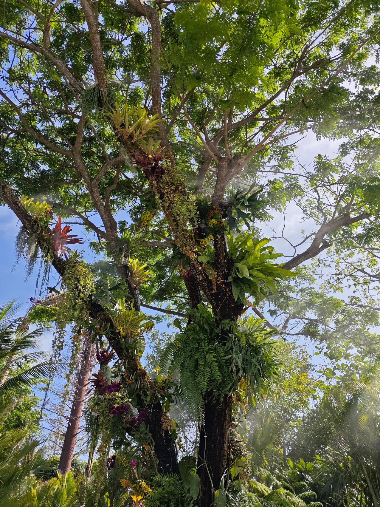 三亚海棠河生态公园阔叶浅溪段的花境生态营造丨中国三亚丨LOLA景观建筑设计事务所-115