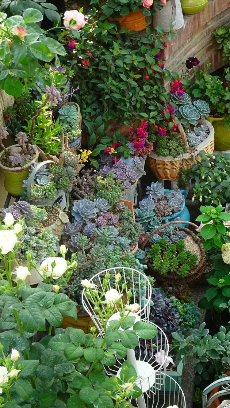 拥有一个这样的小院,人生足矣!-6