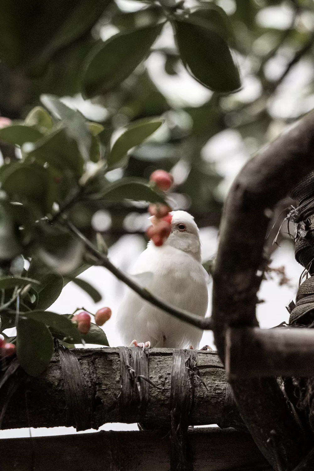 普利策 梦想改造家素丘園丨何思玮,梁穗明-13