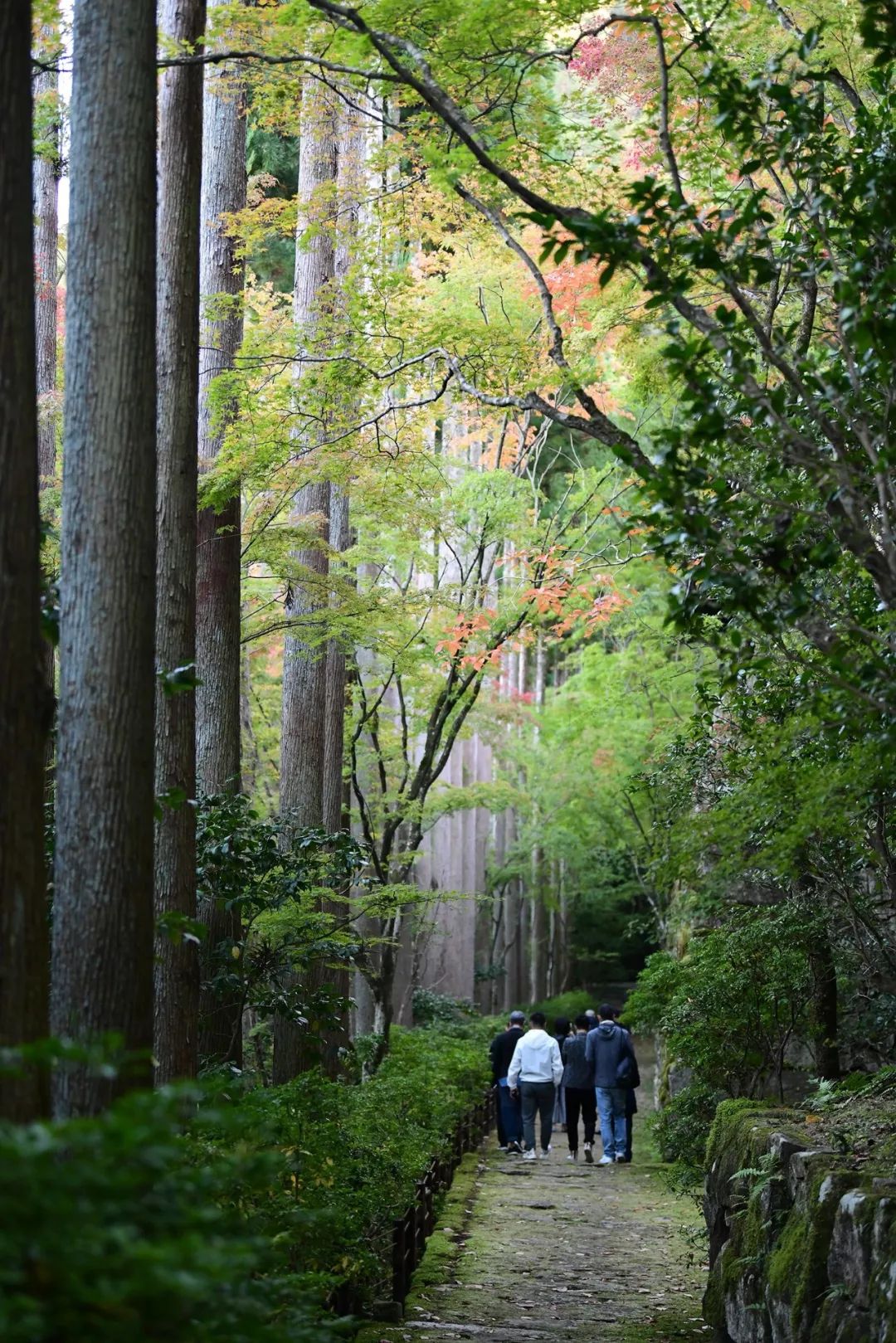 香港置地重庆 930m²超级艺墅,自然与光的诗意空间-115