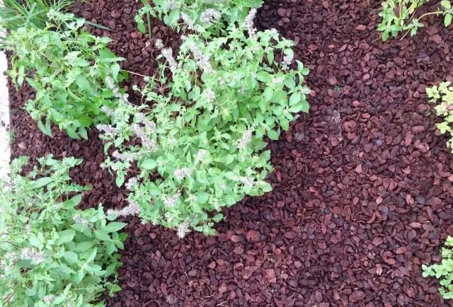 庭院花境中的土壤覆盖物设计与应用-49