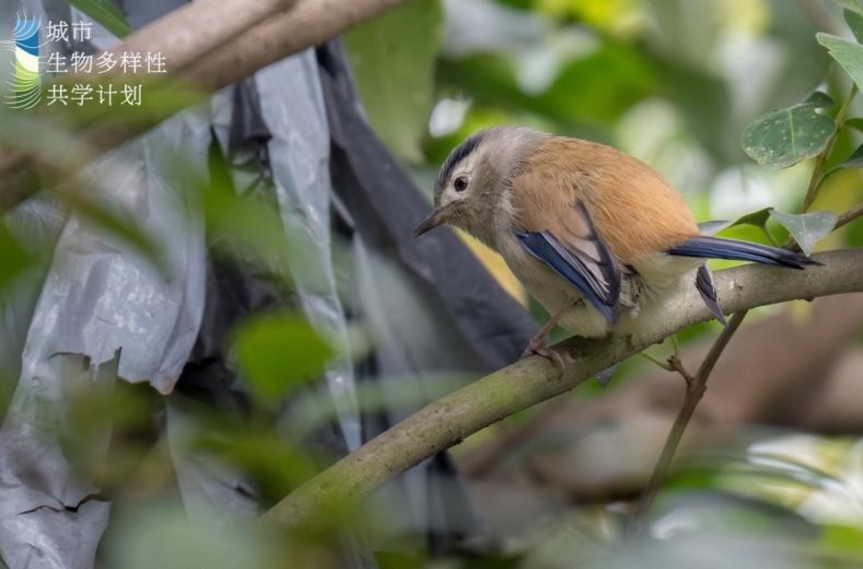 麓野公园丨中国成都丨四川乐道景观设计有限公司-239