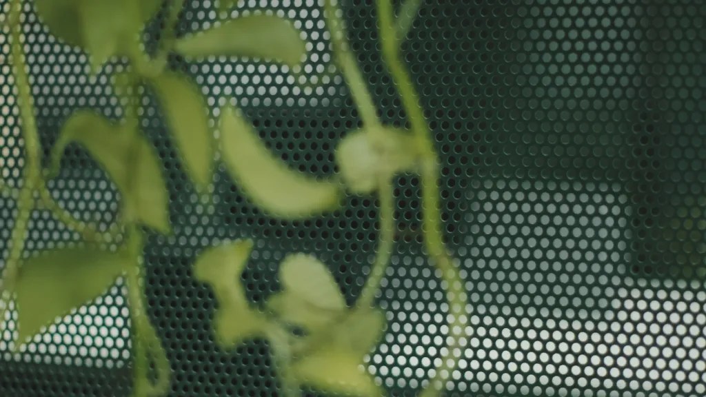 丨巴西伯南布哥-224