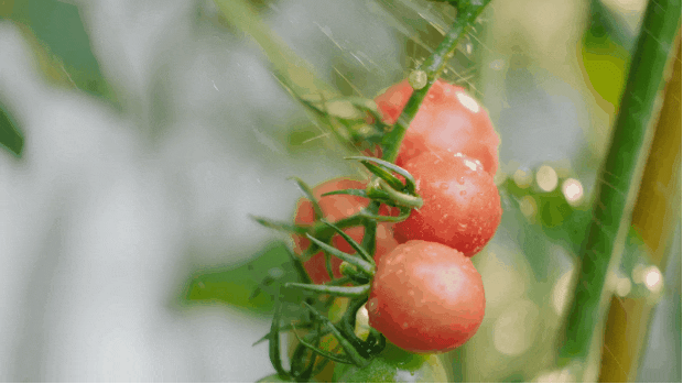 自然之境 · 带院子的房子如何打造梦幻花园-35