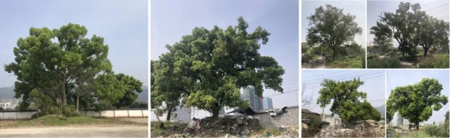 丽水桂语兰庭丨中国丽水丨ZSD卓时-19