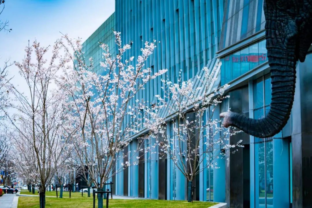 魔都五大赏樱胜地丨中国上海-39