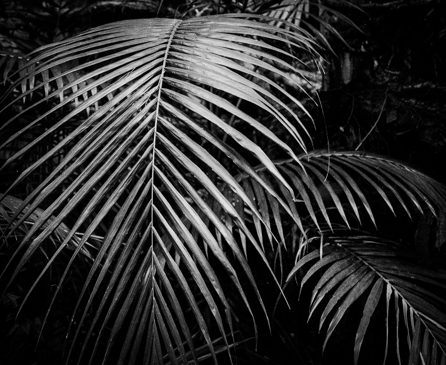 Images From Near Home - Fomapan 400-3