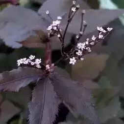 花境设计常用 60 种植物，让花园变得绚丽多彩-117