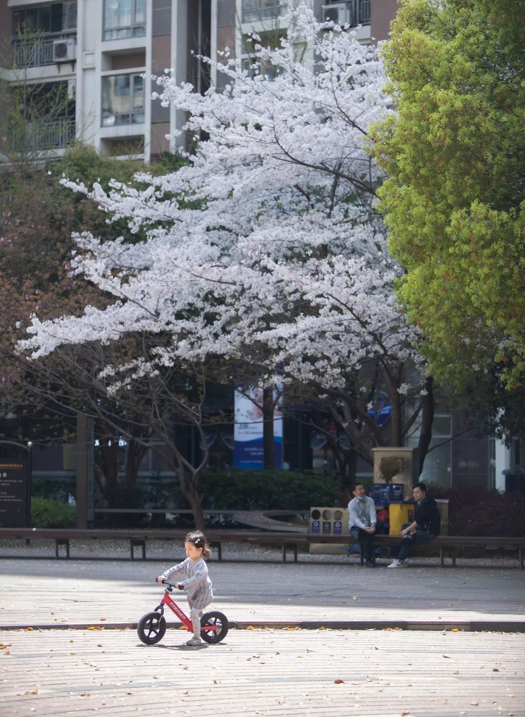 魔都五大赏樱胜地丨中国上海-56