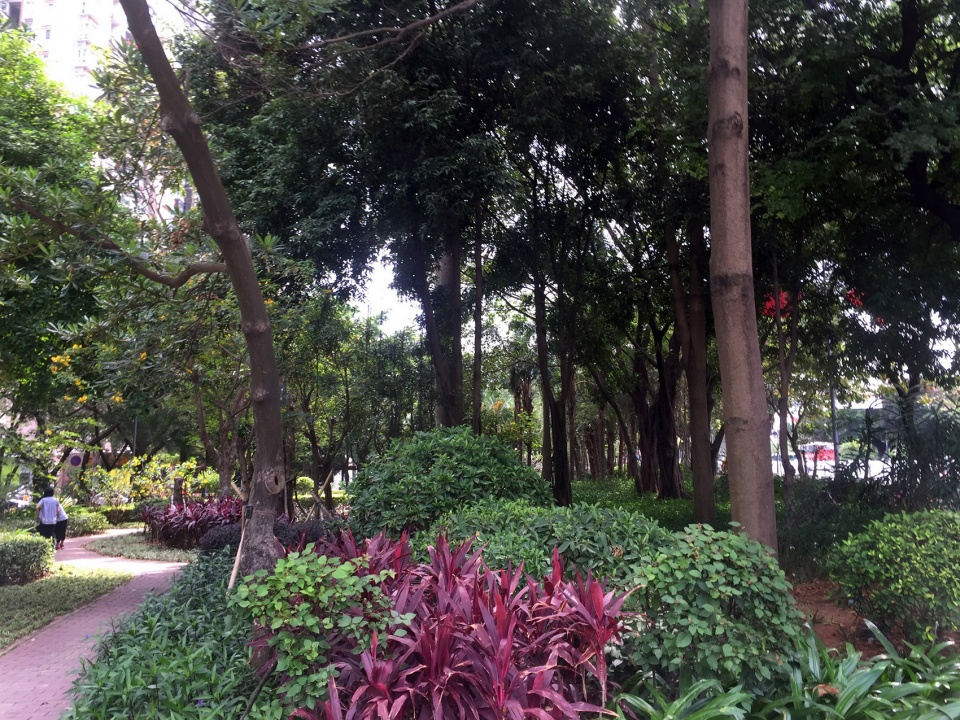 罗湖区“三横四纵”道路沿线视觉一体化·笋岗东路丨深圳市新西林园林景观有限公司-59