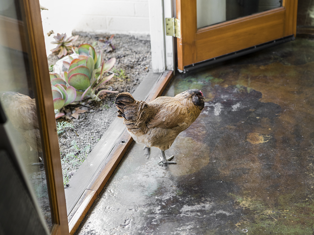 LA室内设计师的Silverlake平房丨美国洛杉矶丨Jezek（同名室内设计公司负责人）-44
