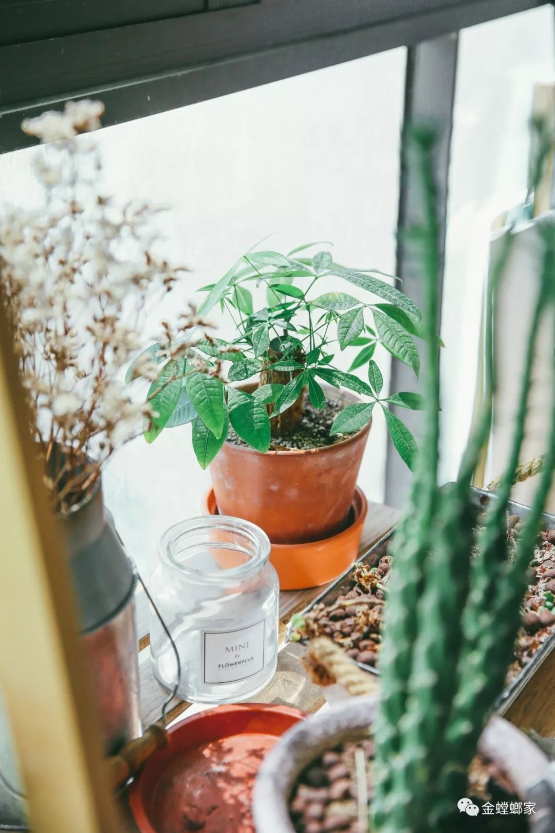 室内绿植搭配，打造春意盎然的家-72