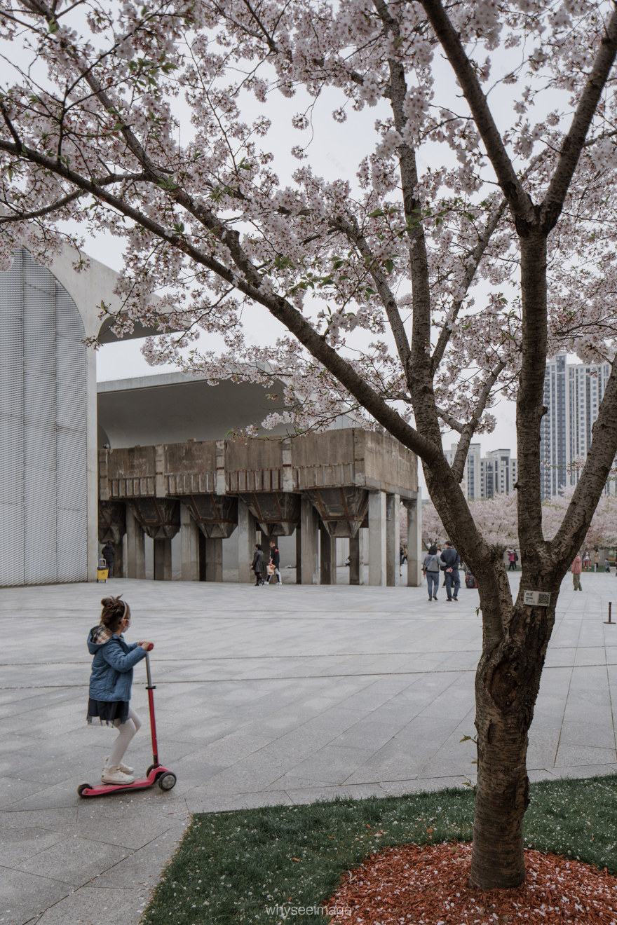 樱花+龙美术馆丨中国上海丨大舍建筑设计工作室-30