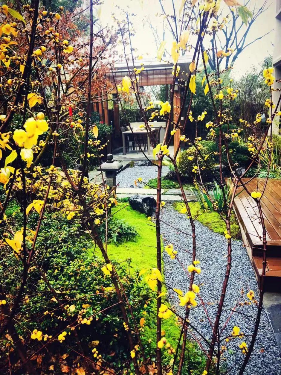 禅意花园里植物的那些事-13