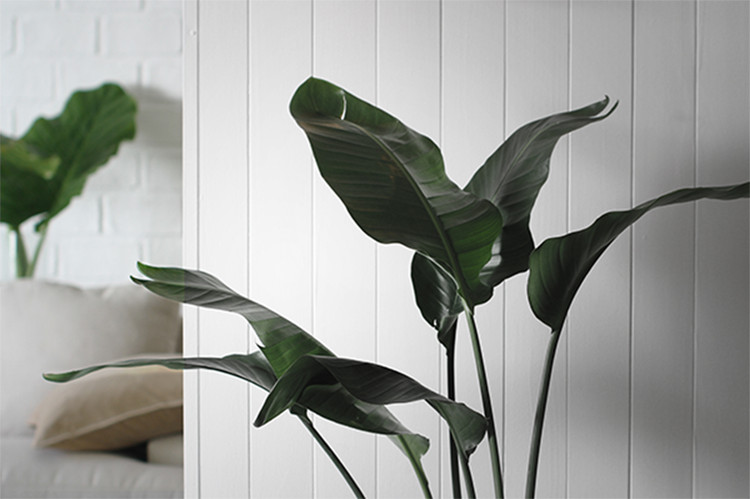 阿根廷布宜诺斯艾利斯 42 平米精致室内设计-66