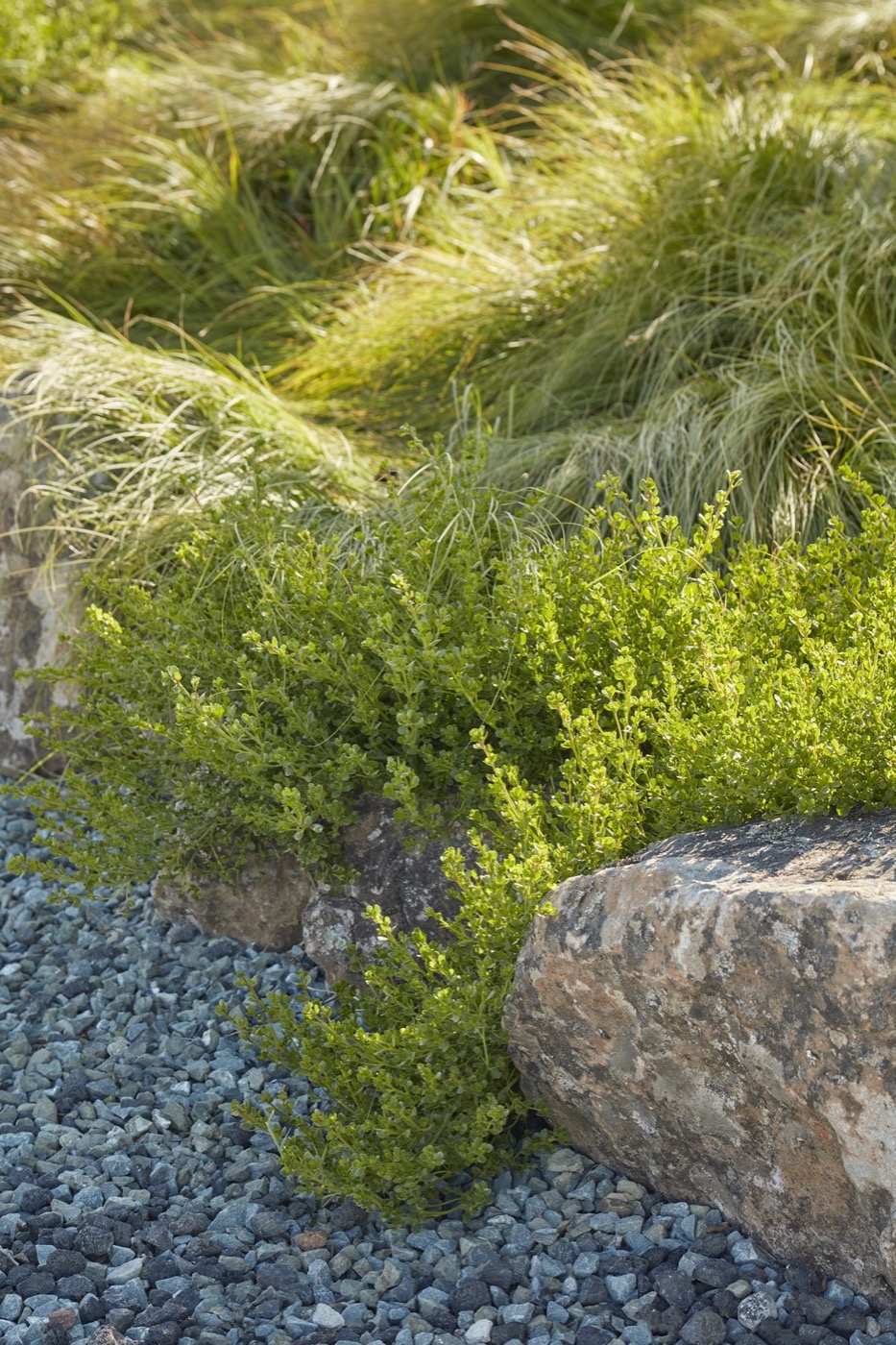 加州海滨波西米亚风 Varda Landing 社区景观设计丨美国加利福尼亚丨Terremoto-12